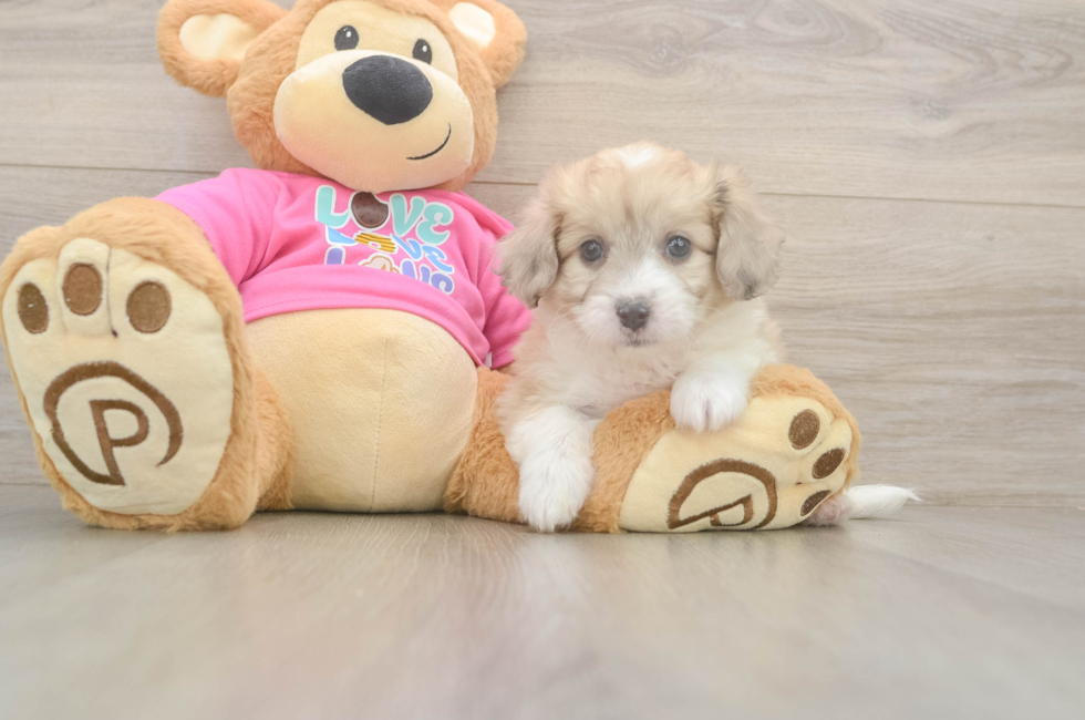 6 week old Aussiechon Puppy For Sale - Florida Fur Babies