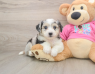 7 week old Aussiechon Puppy For Sale - Florida Fur Babies