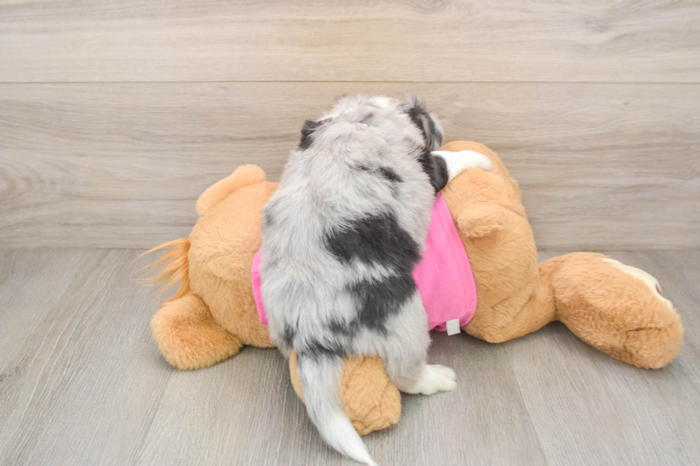 Small Aussiechon Baby