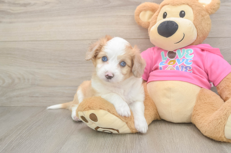 6 week old Aussiechon Puppy For Sale - Florida Fur Babies