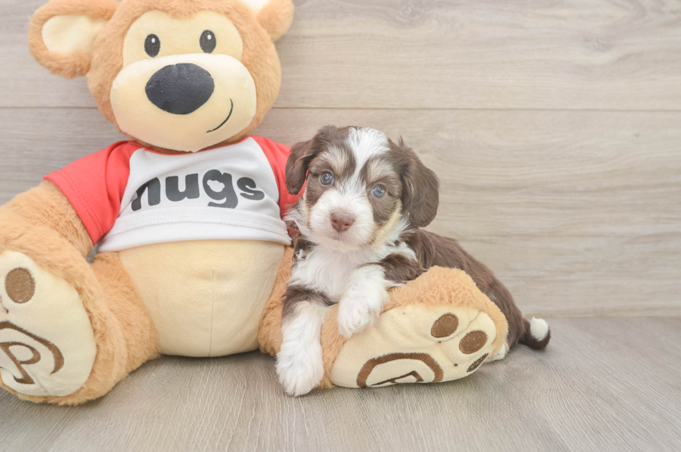 5 week old Aussiechon Puppy For Sale - Florida Fur Babies