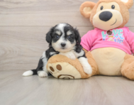 7 week old Aussiechon Puppy For Sale - Florida Fur Babies