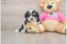 Little Aussie Bichon Designer Puppy