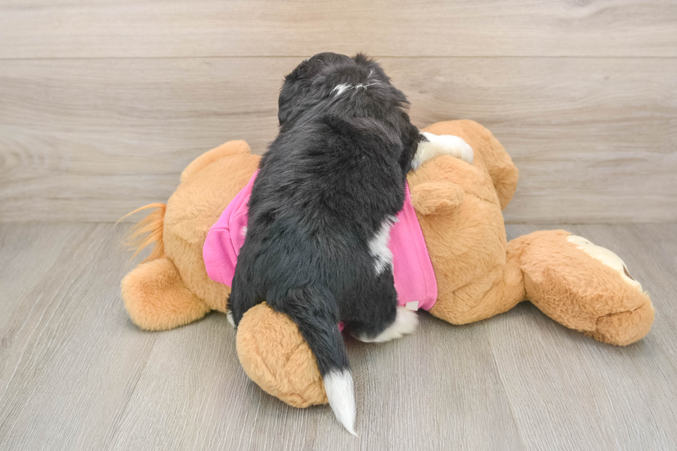 Aussiechon Puppy for Adoption