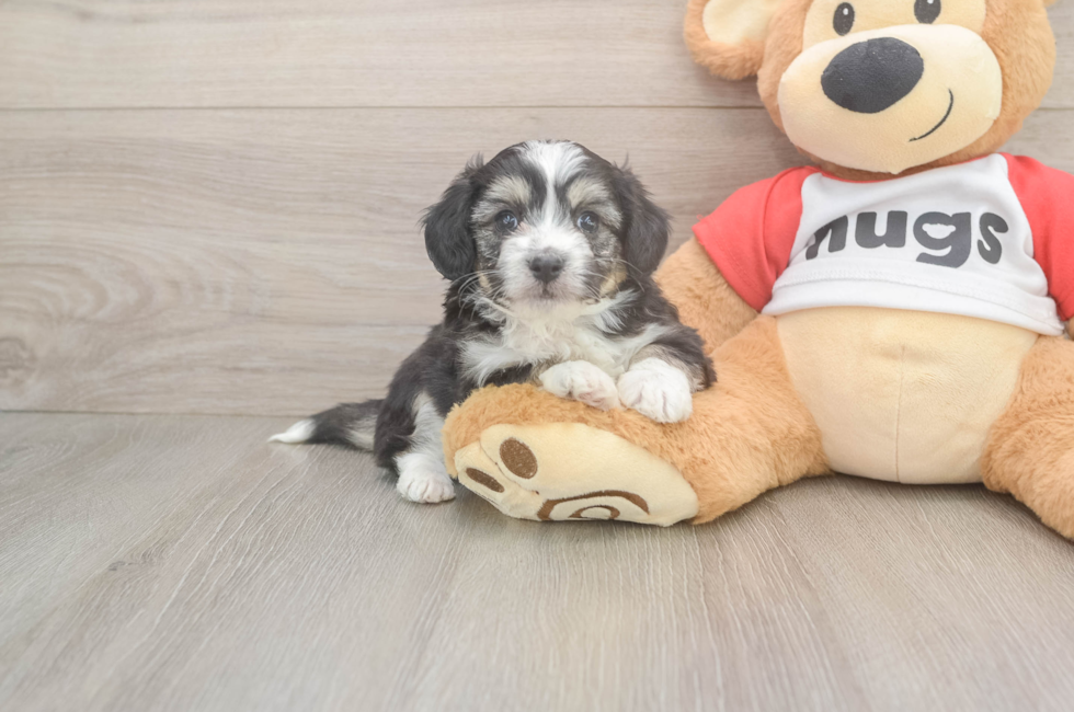 5 week old Aussiechon Puppy For Sale - Florida Fur Babies