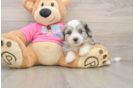 Best Aussiechon Baby