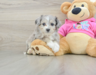 7 week old Aussiechon Puppy For Sale - Florida Fur Babies