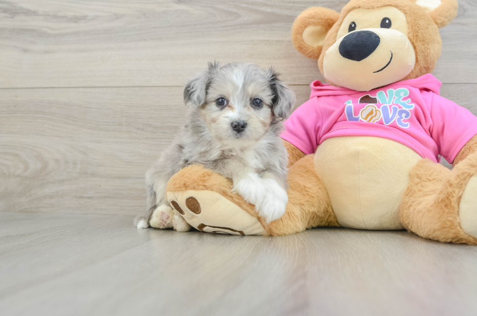 6 week old Aussiechon Puppy For Sale - Florida Fur Babies