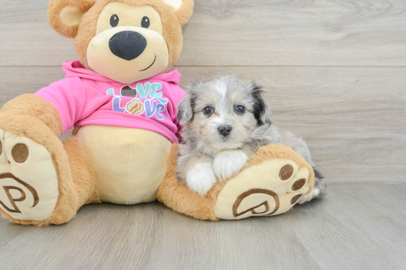 Meet Jorah - our Aussiechon Puppy Photo 3/3 - Florida Fur Babies