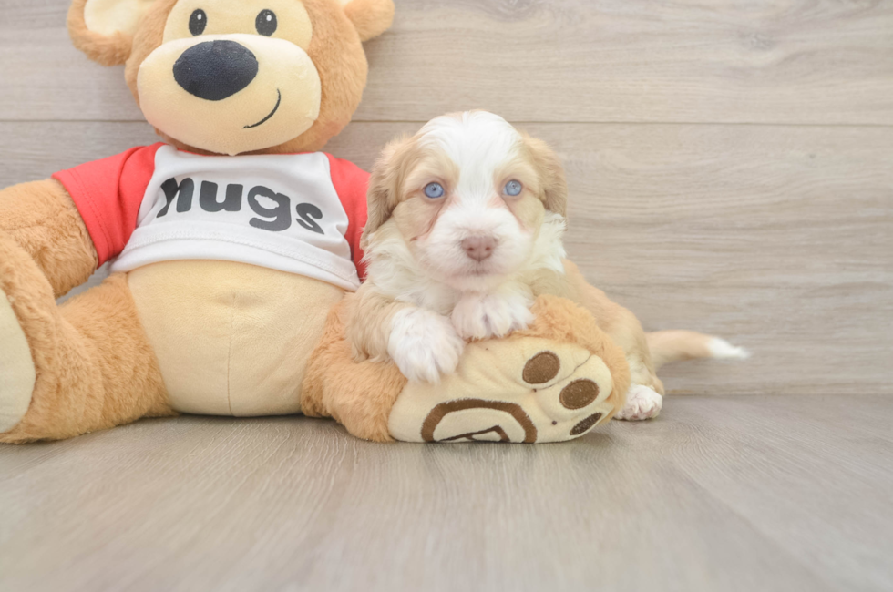 5 week old Aussiechon Puppy For Sale - Florida Fur Babies