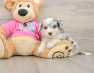7 week old Aussiechon Puppy For Sale - Florida Fur Babies