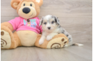 Aussiechon Puppy for Adoption