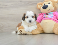 7 week old Aussiechon Puppy For Sale - Florida Fur Babies