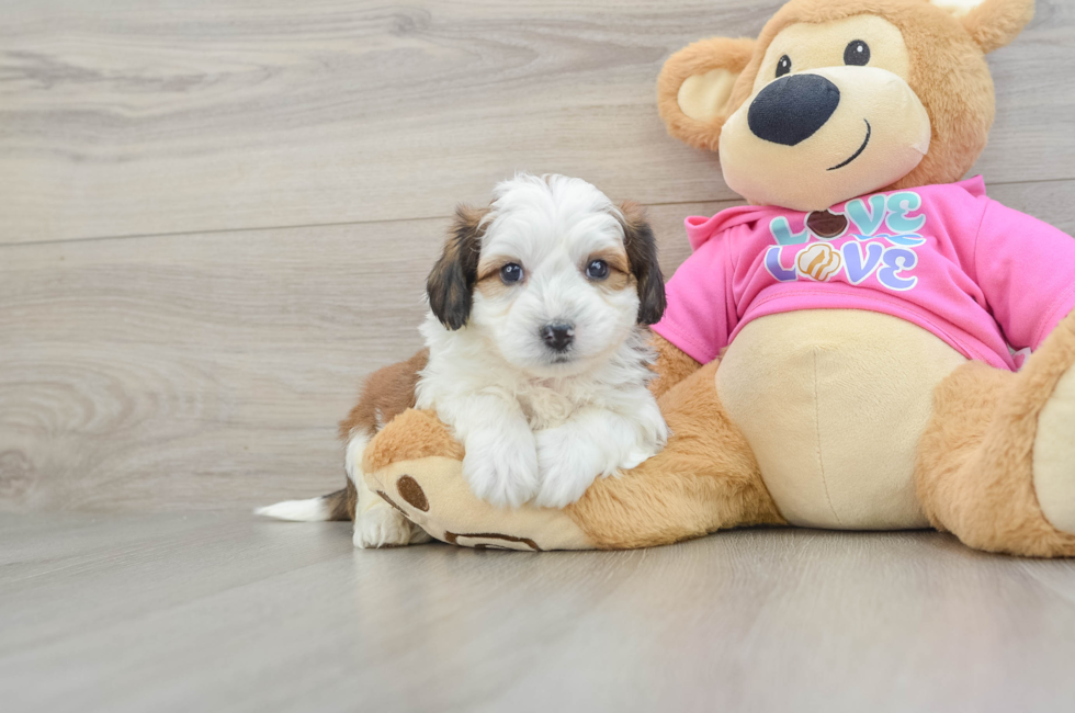6 week old Aussiechon Puppy For Sale - Florida Fur Babies