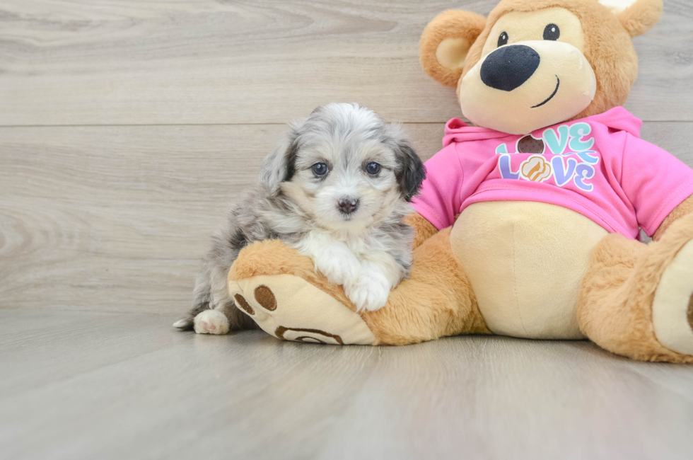 6 week old Aussiechon Puppy For Sale - Florida Fur Babies