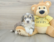 6 week old Aussiechon Puppy For Sale - Florida Fur Babies