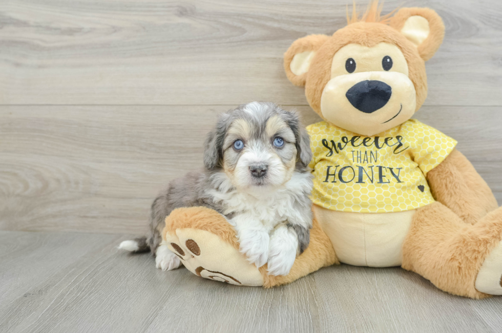 6 week old Aussiechon Puppy For Sale - Florida Fur Babies