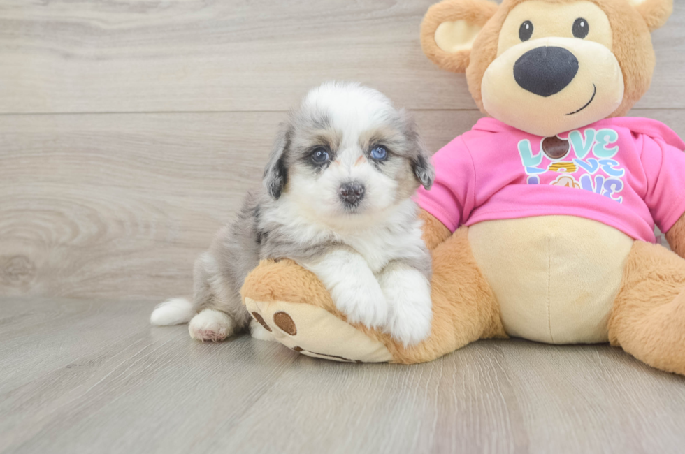 5 week old Aussiechon Puppy For Sale - Florida Fur Babies