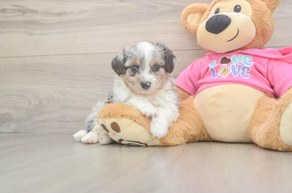 5 week old Aussiechon Puppy For Sale - Florida Fur Babies