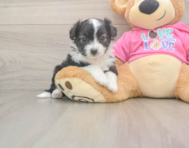 8 week old Aussiechon Puppy For Sale - Florida Fur Babies