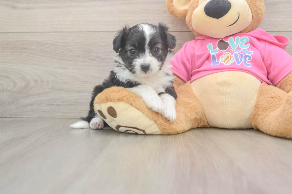 5 week old Aussiechon Puppy For Sale - Florida Fur Babies