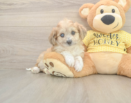 6 week old Aussiechon Puppy For Sale - Florida Fur Babies