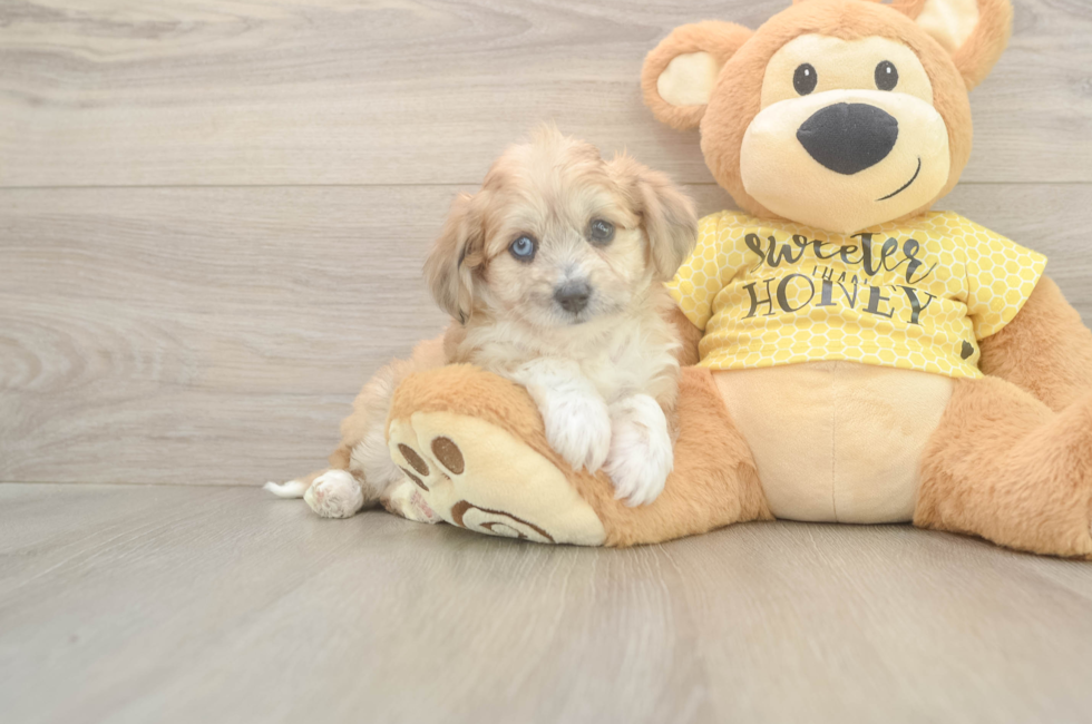 5 week old Aussiechon Puppy For Sale - Florida Fur Babies