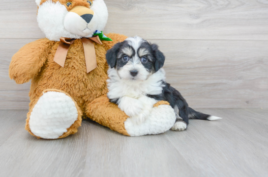 Aussiechon Puppy for Adoption
