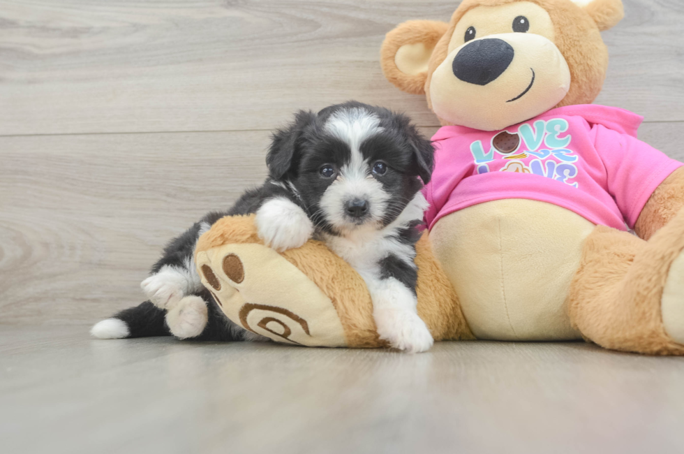 5 week old Aussiechon Puppy For Sale - Florida Fur Babies