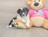 8 week old Aussiechon Puppy For Sale - Florida Fur Babies