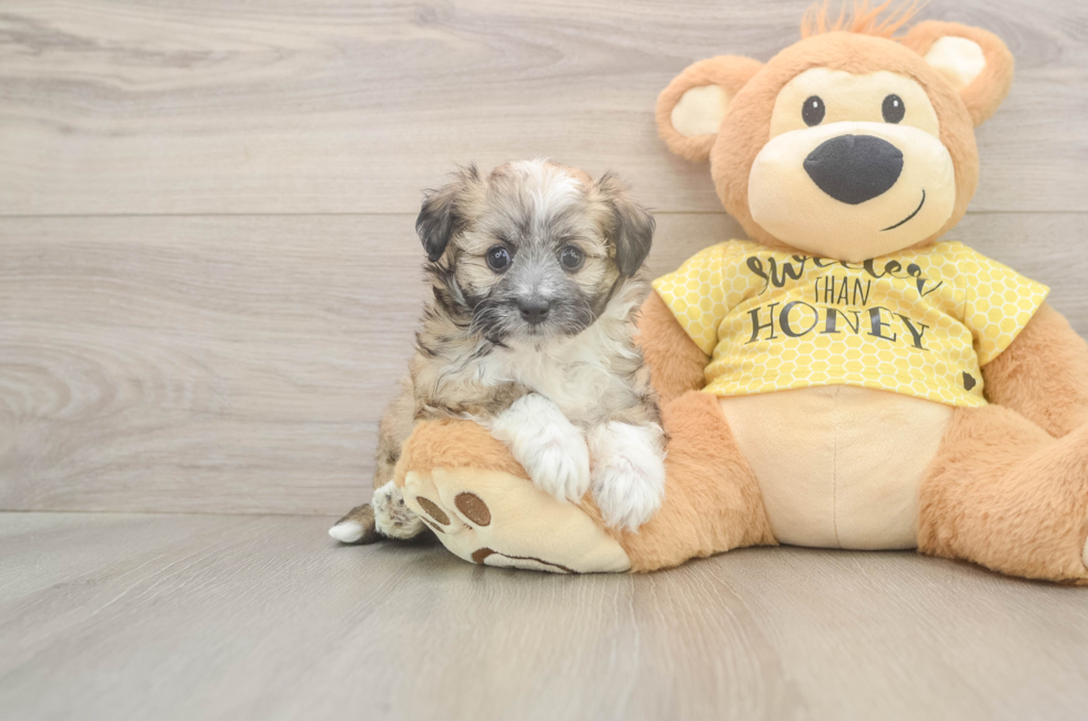 5 week old Aussiechon Puppy For Sale - Florida Fur Babies