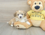 6 week old Aussiechon Puppy For Sale - Florida Fur Babies