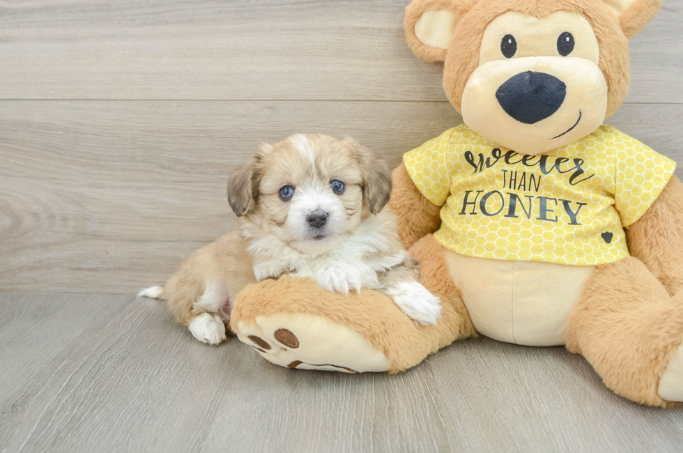 6 week old Aussiechon Puppy For Sale - Florida Fur Babies