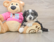6 week old Aussiechon Puppy For Sale - Florida Fur Babies