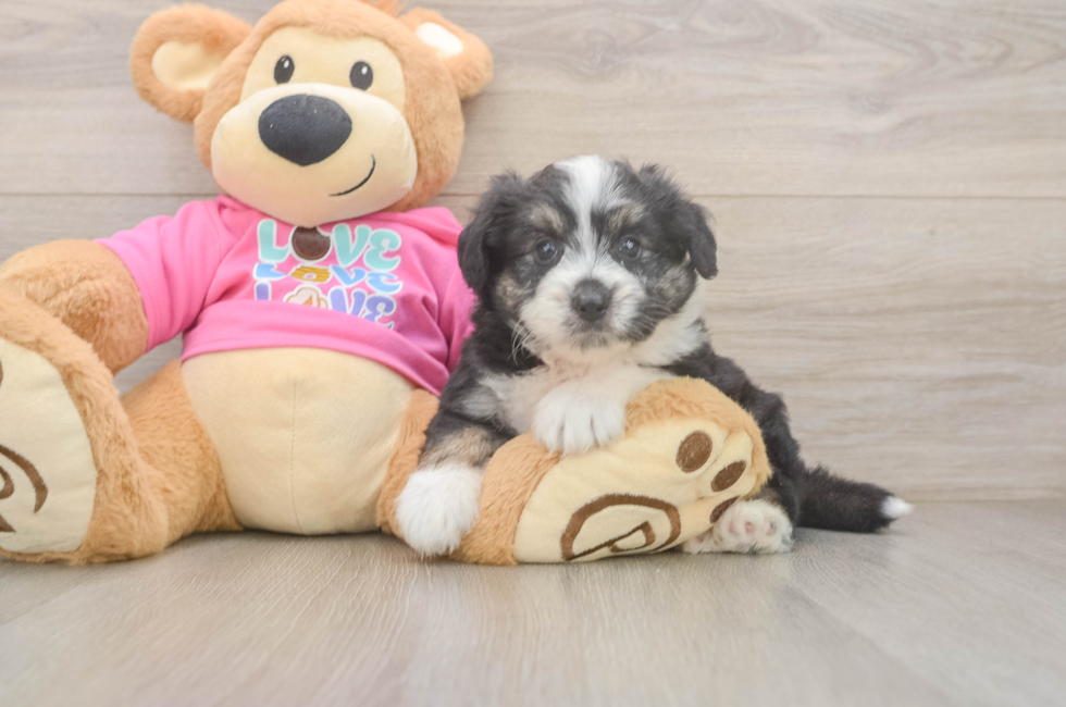 5 week old Aussiechon Puppy For Sale - Florida Fur Babies