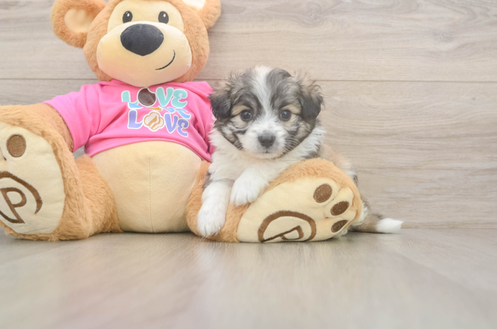 5 week old Aussiechon Puppy For Sale - Florida Fur Babies