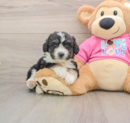 8 week old Aussiechon Puppy For Sale - Florida Fur Babies