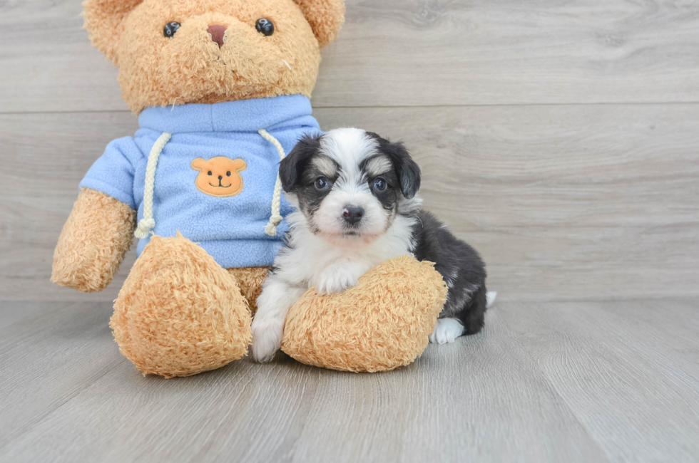 6 week old Aussiechon Puppy For Sale - Florida Fur Babies