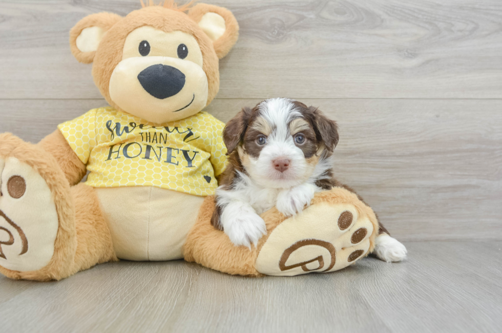 6 week old Aussiechon Puppy For Sale - Florida Fur Babies