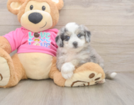 6 week old Aussiechon Puppy For Sale - Florida Fur Babies