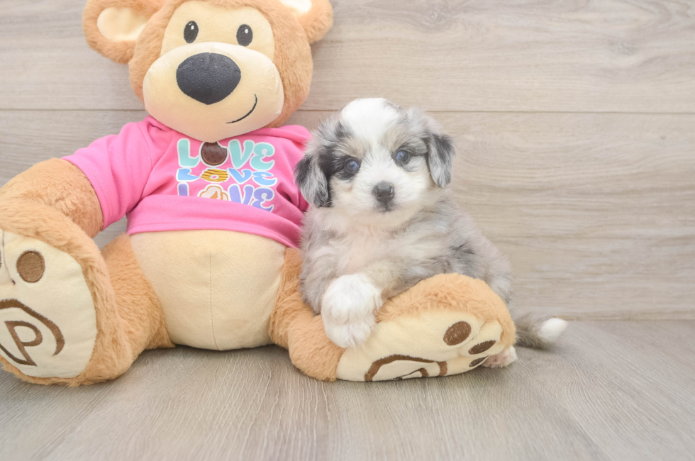 5 week old Aussiechon Puppy For Sale - Florida Fur Babies