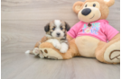 Aussiechon Puppy for Adoption