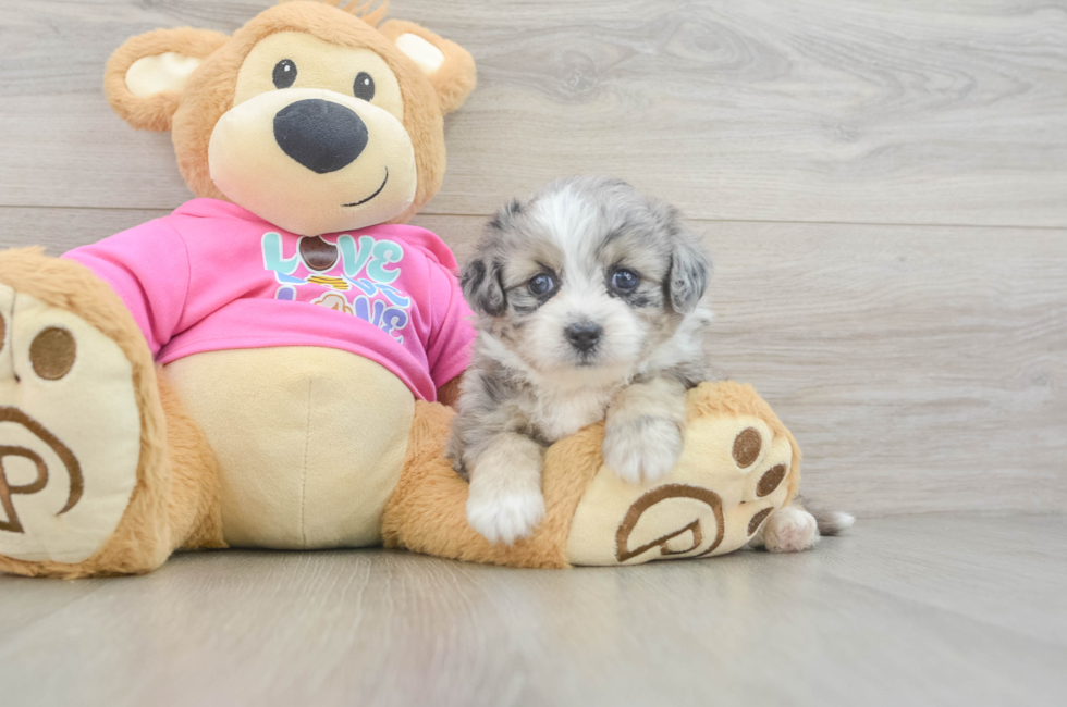 5 week old Aussiechon Puppy For Sale - Florida Fur Babies