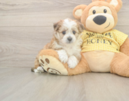 6 week old Aussiechon Puppy For Sale - Florida Fur Babies
