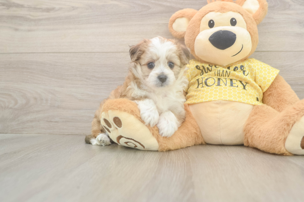 5 week old Aussiechon Puppy For Sale - Florida Fur Babies