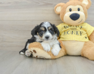 7 week old Aussiechon Puppy For Sale - Florida Fur Babies