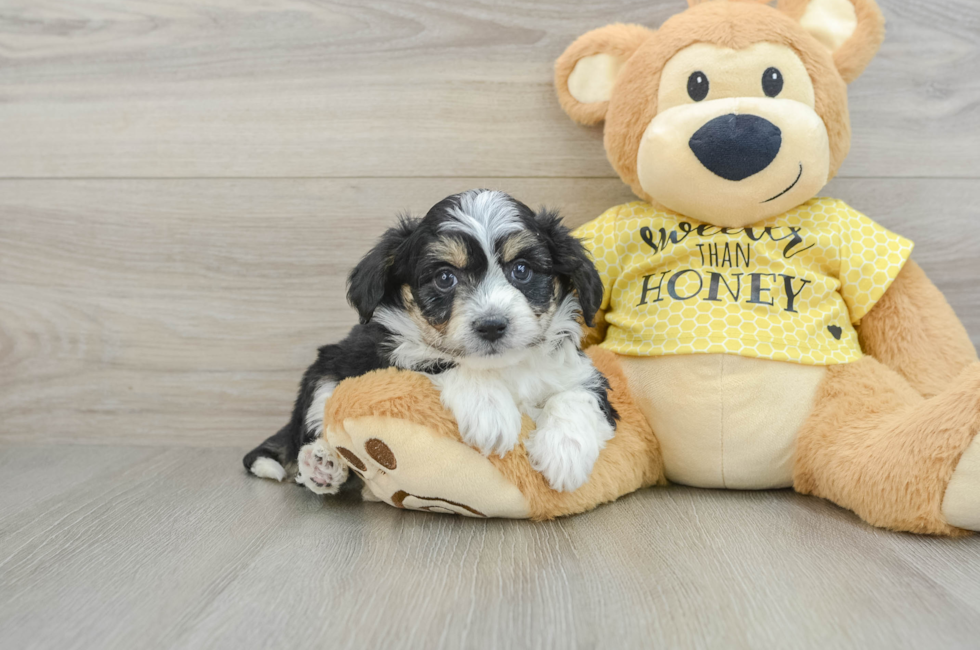 6 week old Aussiechon Puppy For Sale - Florida Fur Babies