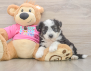 7 week old Aussiechon Puppy For Sale - Florida Fur Babies
