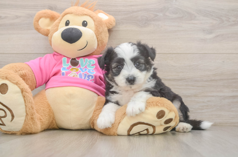 5 week old Aussiechon Puppy For Sale - Florida Fur Babies