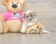 8 week old Aussiechon Puppy For Sale - Florida Fur Babies